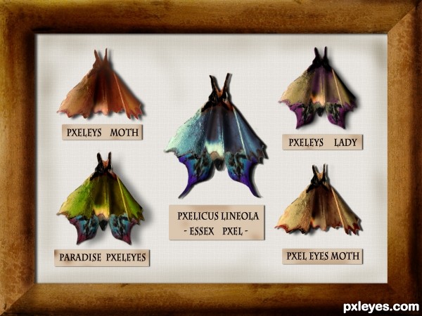 Creation of Butterfly colection: Final Result